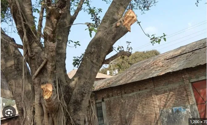 দিনাজপুরে বিএনপি ও ছাত্রদল নেতার বিরুদ্ধে সরকারি গাছের ডাল কেটে বিক্রির অভিযোগ
