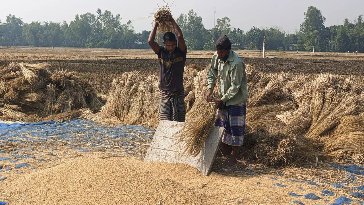 ধানের ন্যায্যমূল্য না পাওয়ায় এনসিপির উদ্বেগ