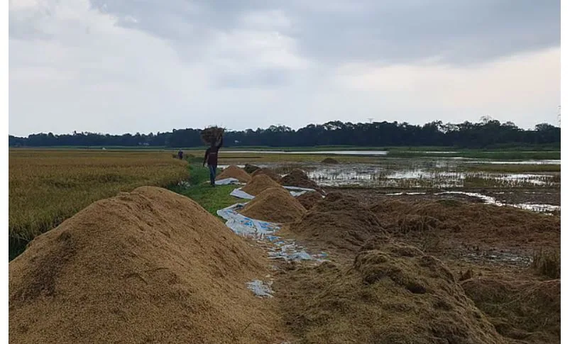 ‘পচা ধানের গন্ধ আর সহ্য হচ্ছে না, হাওরের পানিতে দিছি ভাসাইয়া’