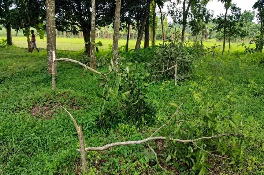 চাঁদা ও শারীরিক সম্পর্কে সম্মতি না দেওয়ায় নারী উদ্যোক্তার ফসল কাটার অভিযোগ দুই বিএনপি কর্মীর বিরুদ্ধে