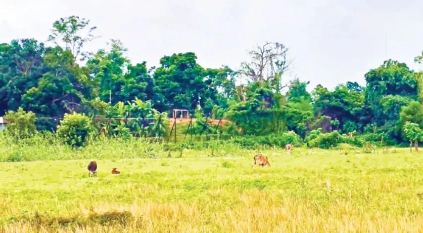 ভারত-বাংলাদেশের মালিকানার দ্বন্দ্ব মীমাংসা হয়নি ৭৯ বছরেও