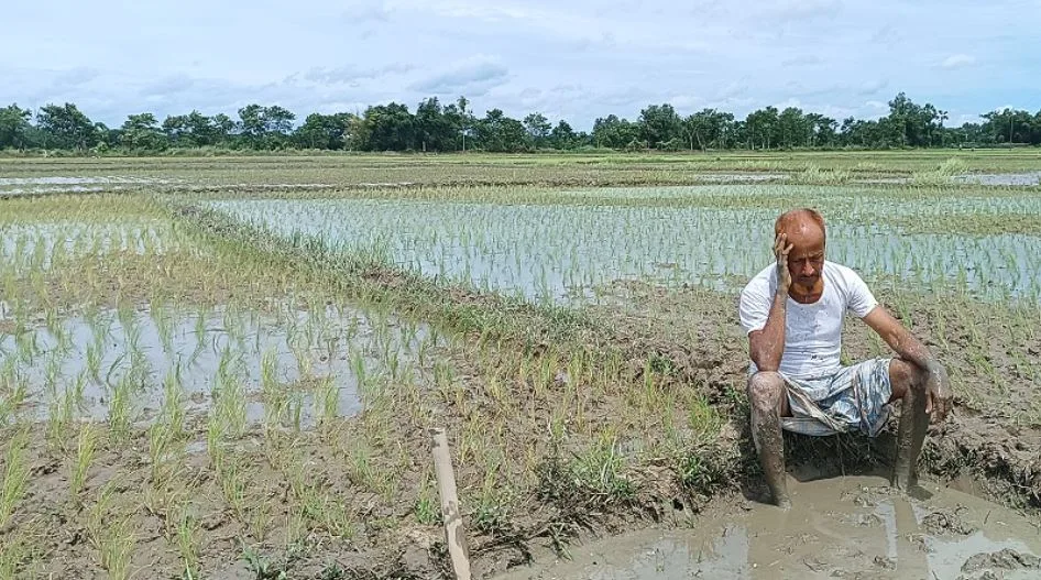 সারের জন্য কৃষকের হাহাকার, ডিলারের গুদাম ফাঁকা