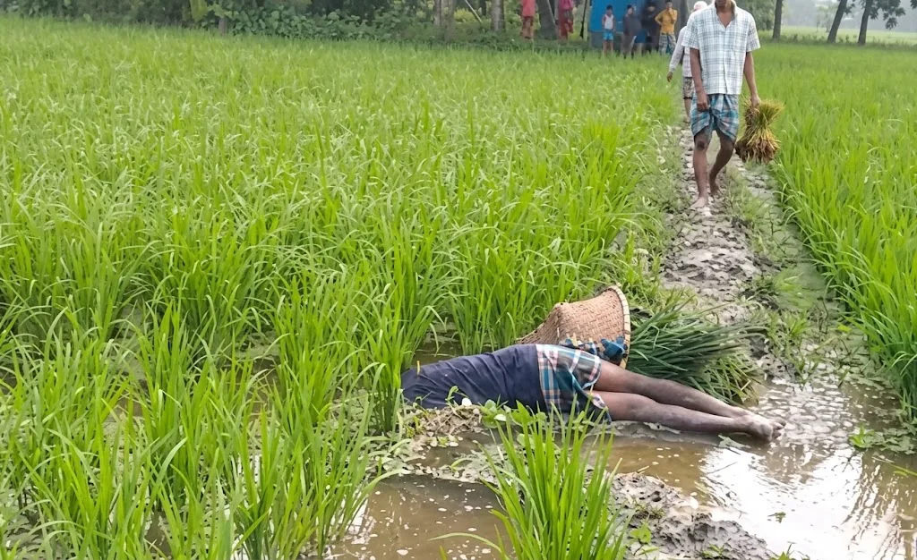 ইঁদুর মারার বৈদ্যুতিক ফাঁদে ঝরছে মানব প্রাণ, সুন্দরবন অধ্যুষিত শরণখোলা-মোরেলগঞ্জে বাড়ছে উদ্বেগ